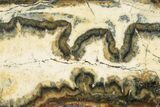 Mammoth Molar Slice with Case - South Carolina #193835-2